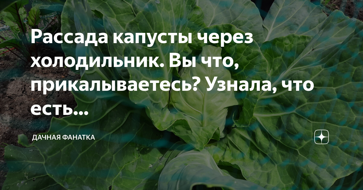 Какую землю любит капуста. Откуда берутся семена капусты. Где у капусты семена. Откуда у капусты семена. Капуста как определить.