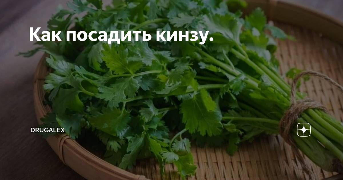 Можно ли сажать кинзу под зиму