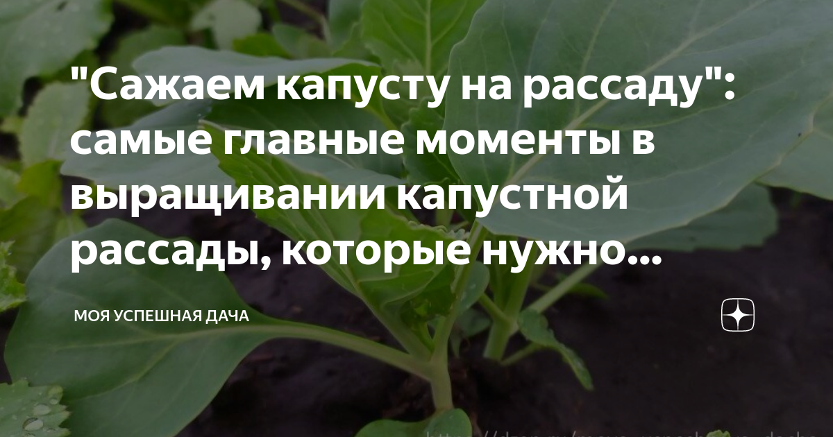 Какого числа сеять капусту в апреле. Когда сажать капусту на рассаду. Когда садить капусту на рассаду. Когда сажать капусту на рассаду позднюю. Когда высаживать рассаду капусты.