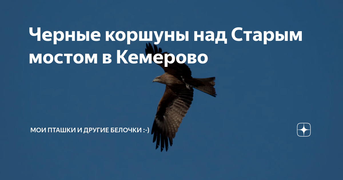 Черные коршуны над Старым мостом в Кемерово | Николай Патрин | про ...