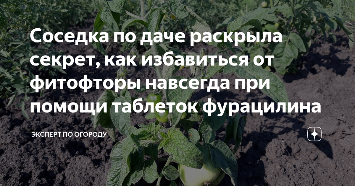 Удобрение для томатов. Мочевина для томатов. Подкормка томатов в период цветения. Болезни овощных культур.