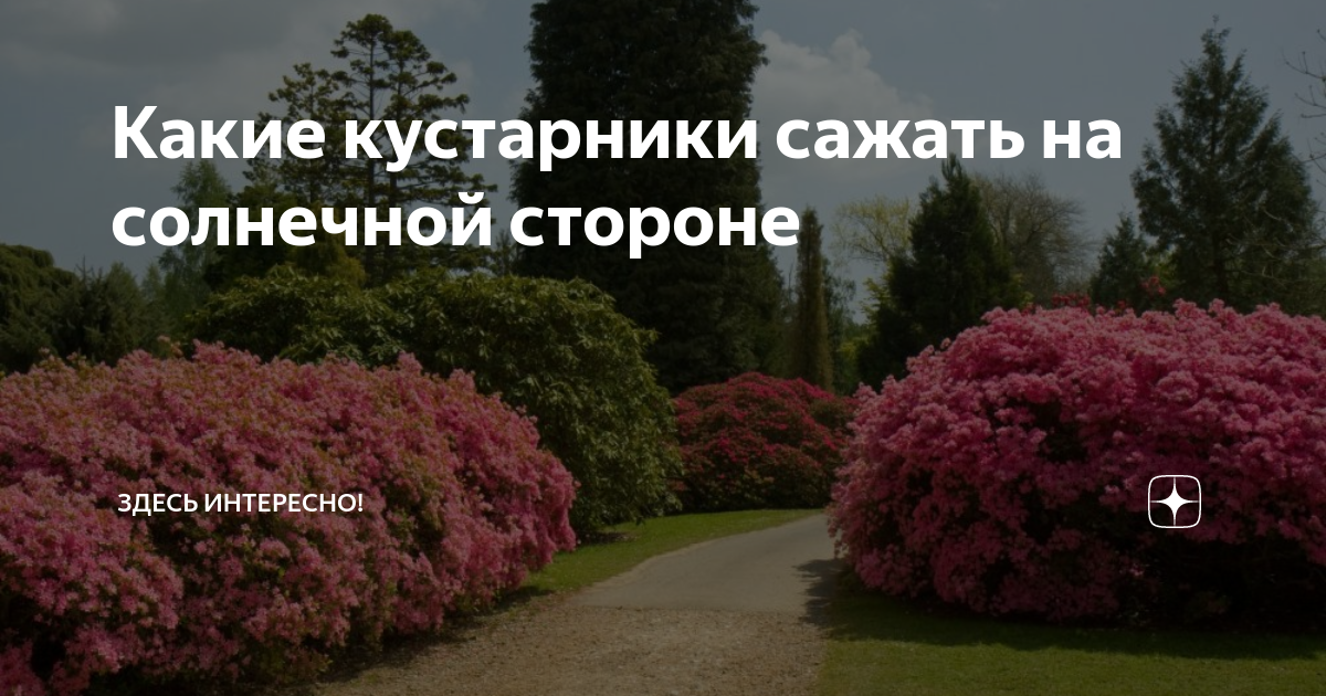 Какие посадить кустарники на солнечной стороне. Как выбрать кустарники. Какие кустарники сажать в школе. Какие кусты посадить на детской площадке.