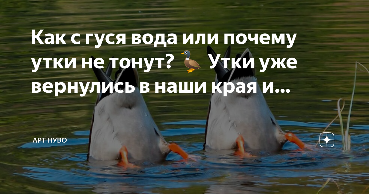 Стекло с гуся вода