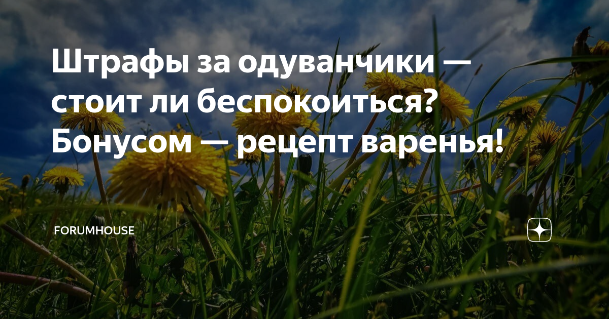 Штрафы за одуванчики — стоит ли беспокоиться? Бонусом — рецепт варенья ...