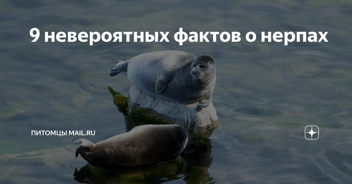 9 невероятных фактов о нерпах | Питомцы Mail.ru | Дзен