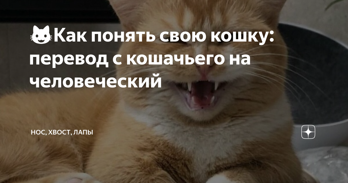 кошачий разговорник. кошачий язык словарь. коте перевод.