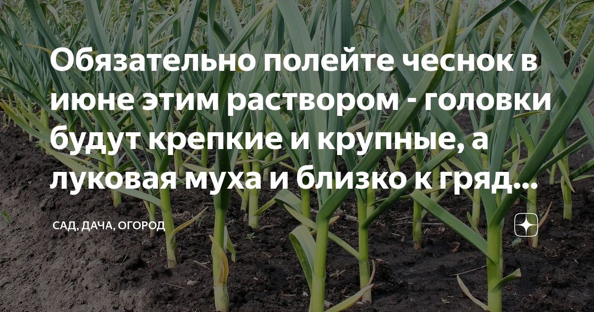 Когда надо прекращать поливать чеснок. Чеснок после зимы. Обработка чеснока. Чеснок переработка.