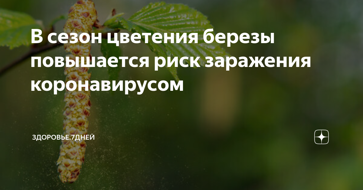 Когда отцветает береза. Период цветения березы в Москве. Цветение березы Краснодар.