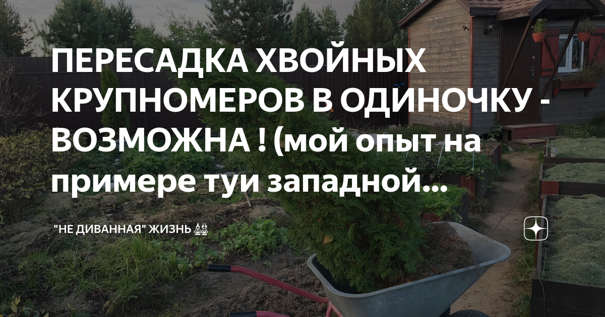 ПЕРЕСАДКА ХВОЙНЫХ КРУПНОМЕРОВ В ОДИНОЧКУ - ВОЗМОЖНА ! (мой опыт на ...