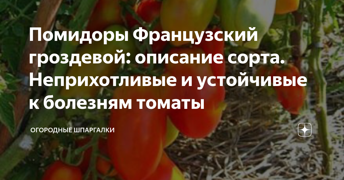 помидорки - tomat-pomidor.com