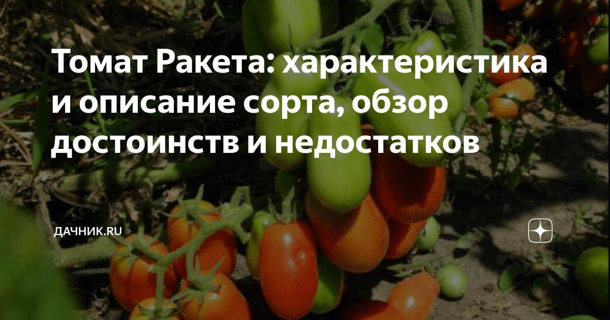 Томат Ракета: характеристика и описание сорта, обзор достоинств и ...