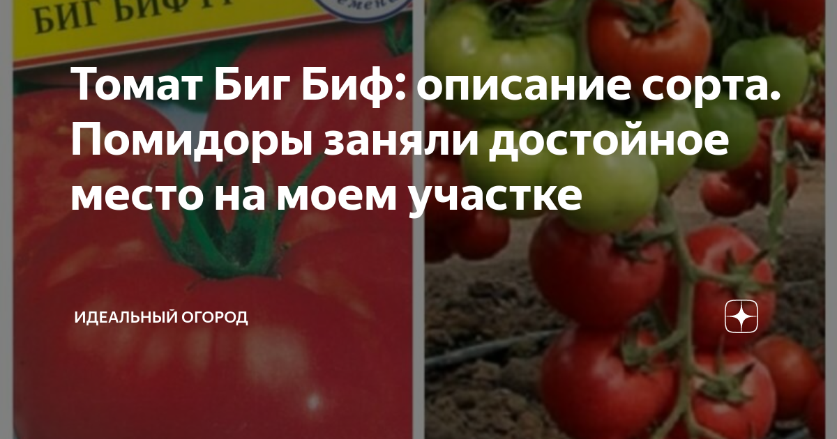 Биг биф томат описание фото