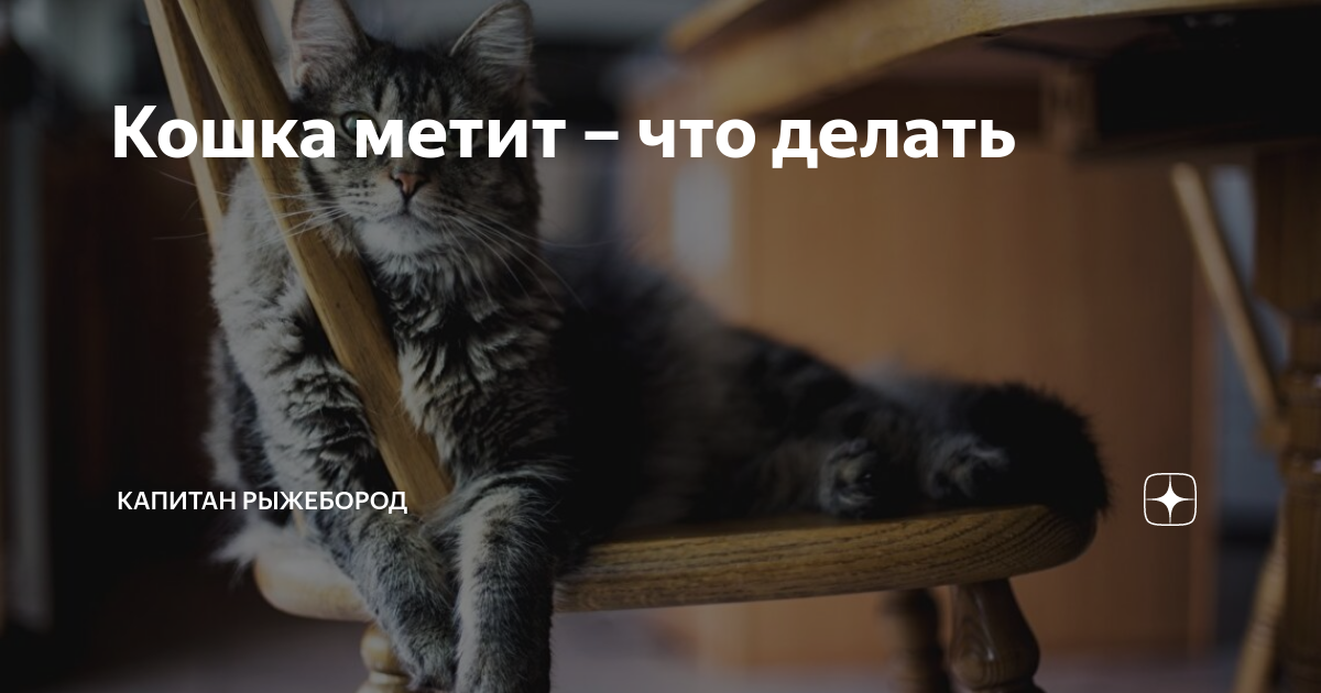 Ароматерапия для кошек: эффективное решение проблемы