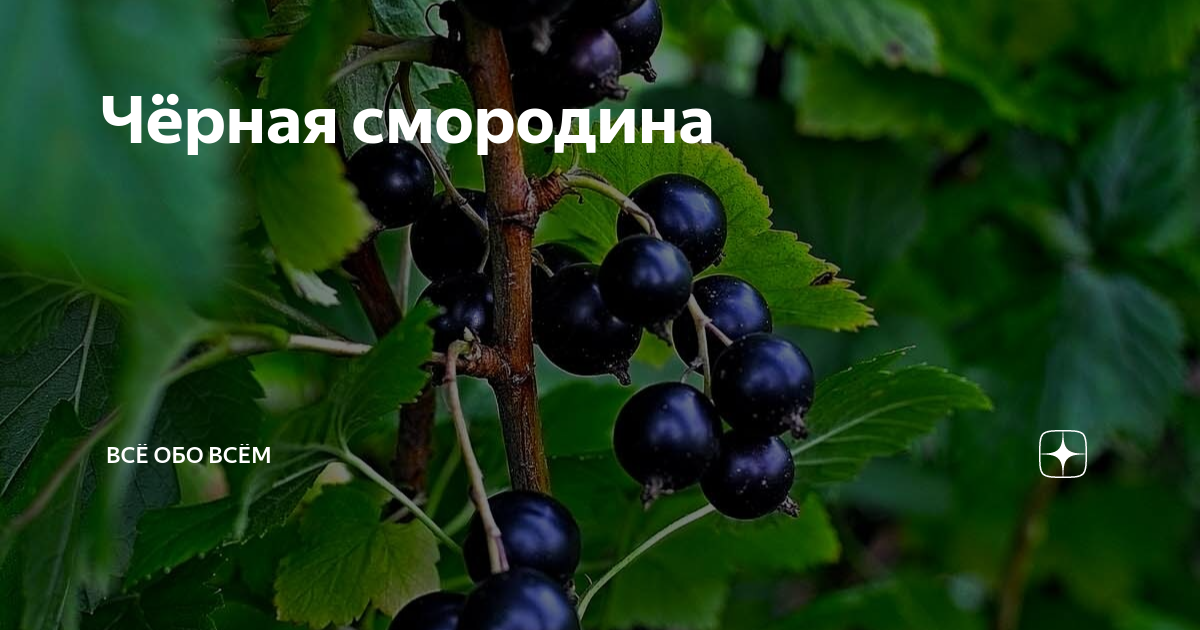 Черная смородина Глобус