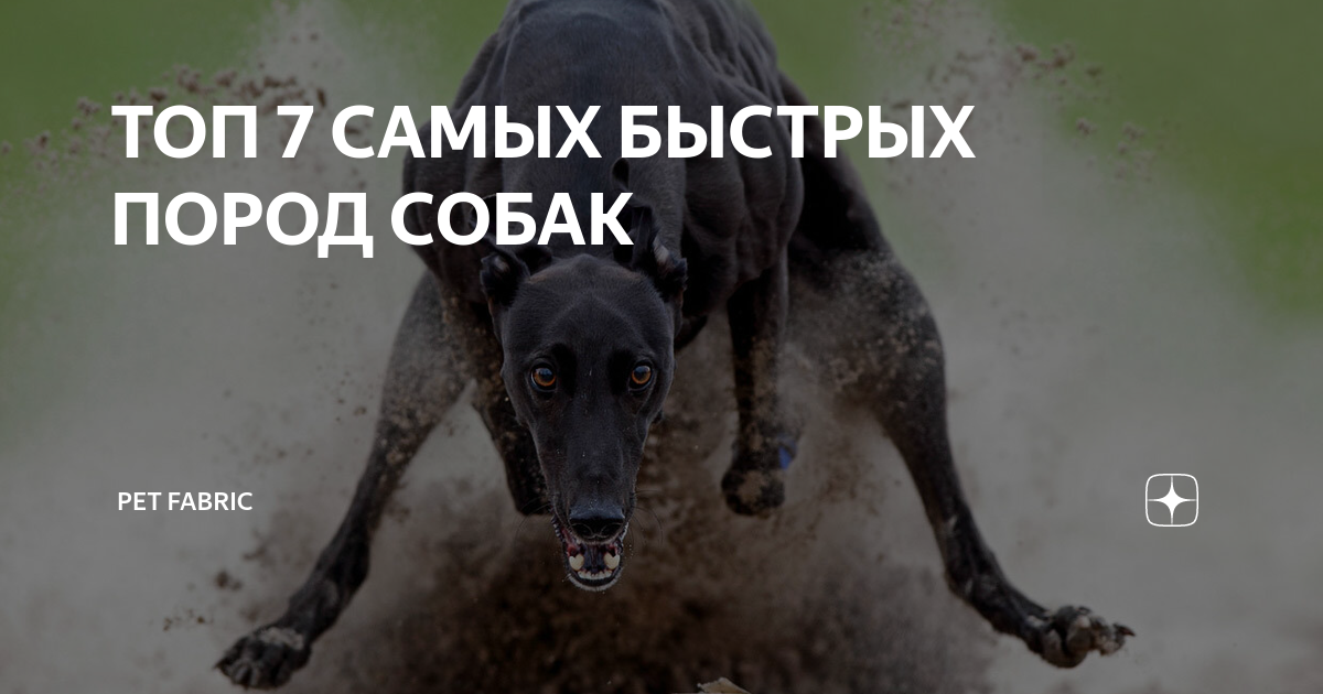 Топ-7 самых быстрых пород собак в мире: не остановить их!