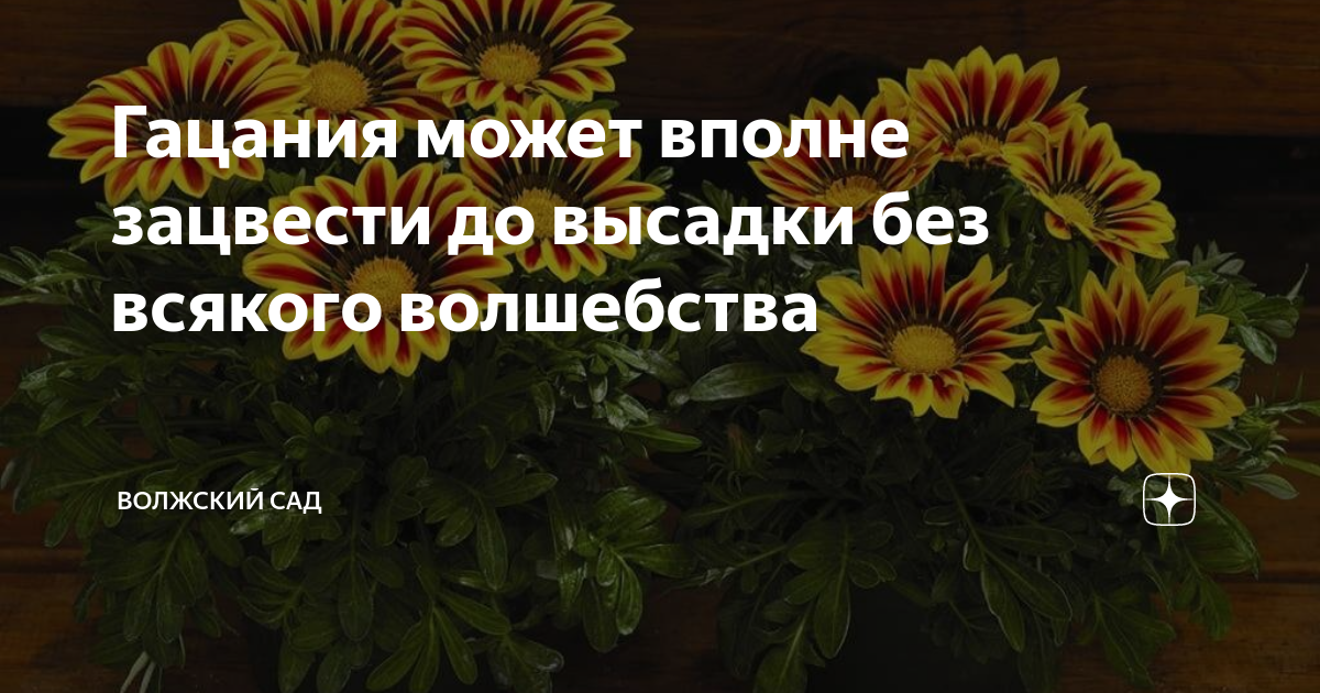 Гацания может вполне зацвести до высадки без всякого волшебства ...