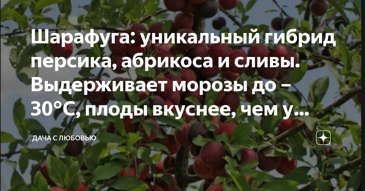 Шарафуга: уникальный гибрид персика, абрикоса и сливы. Выдерживает ...