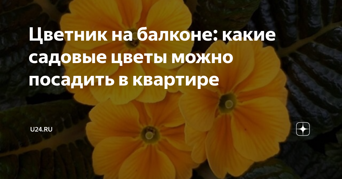 Какие садовые цветы можно выращивать дома на подоконнике