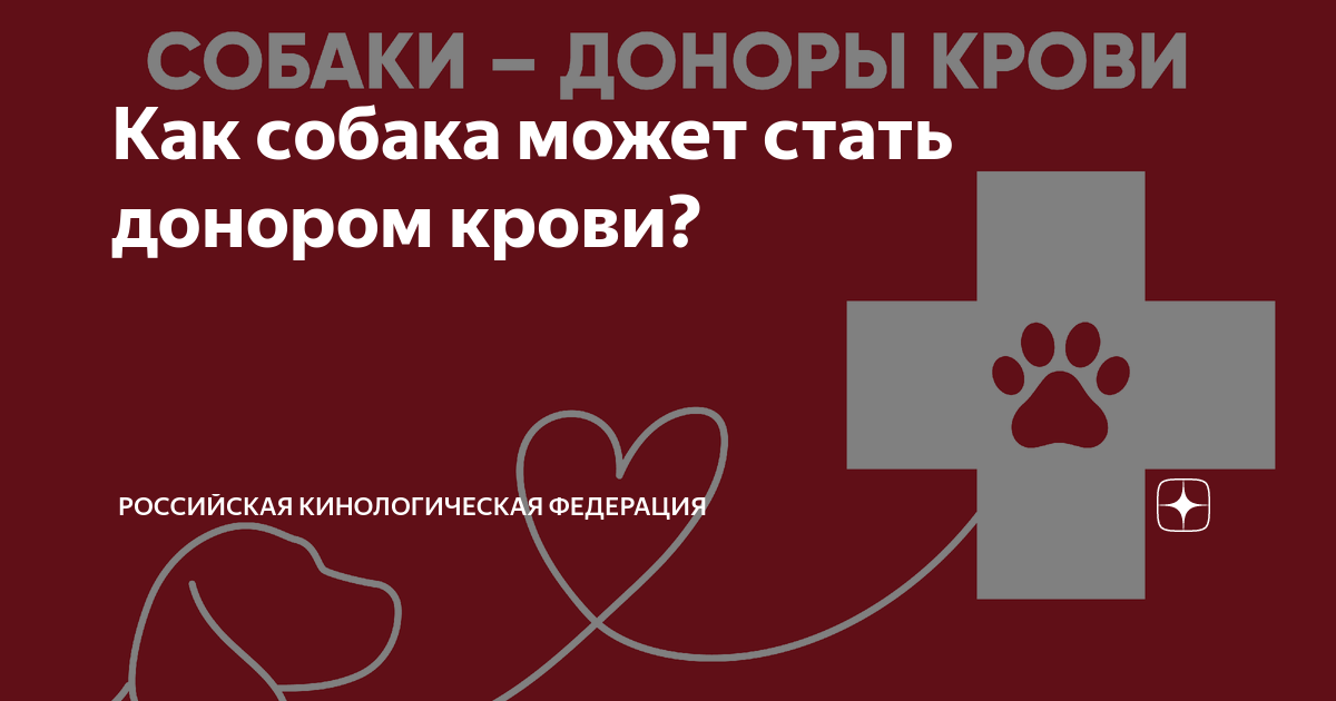 Как собака может стать донором крови? | Российская кинологическая ...
