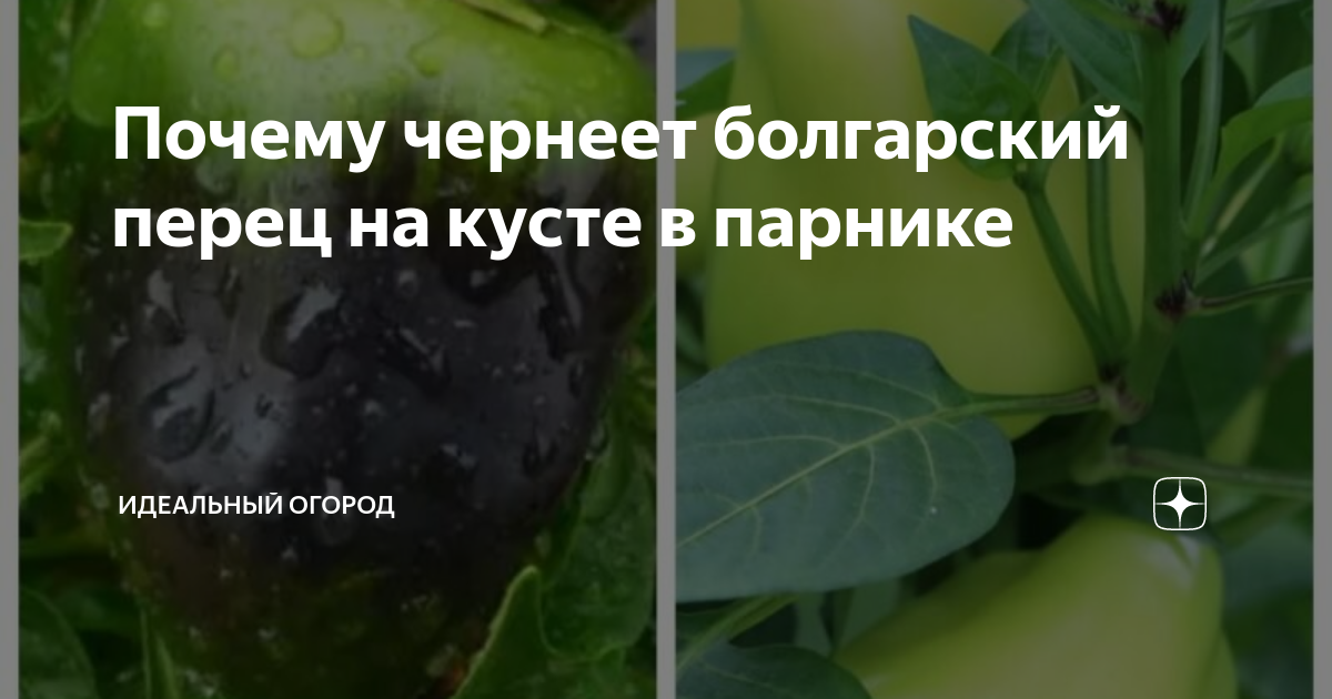 Почему чернеет перец на грядке