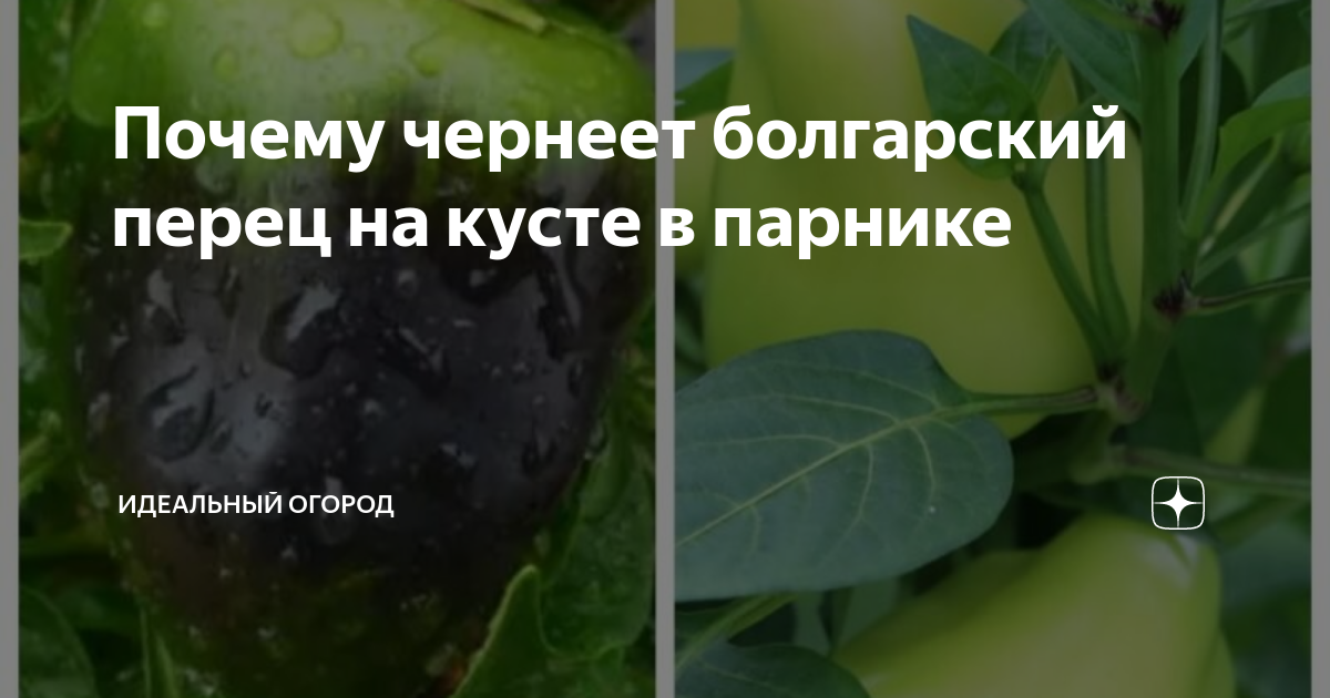 Гниют перцы на кусте в теплице