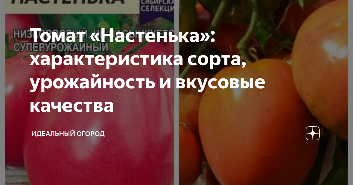 Семена томатов Настенька Seeds, Tomato, Vegetables