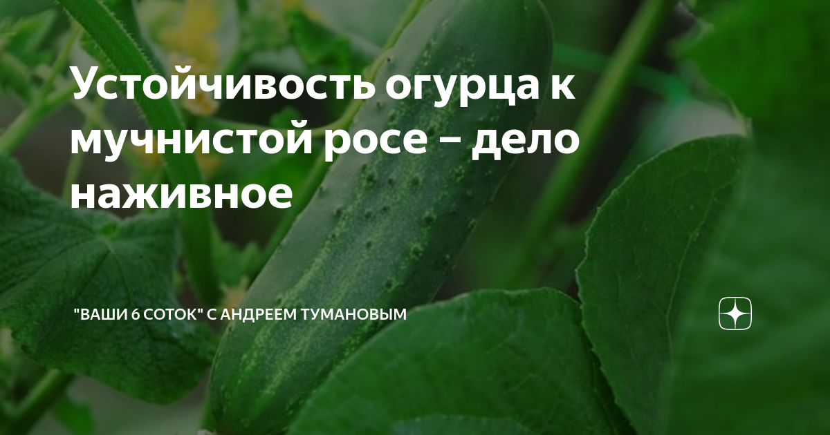 Признаки испорченного огурца. Огурцы устойчивые к мучнистой росе. Пероноспороз огурцов. Огурцы родничок f1 (гибрид). Сорта огурцов устойчивые к пероноспорозу.