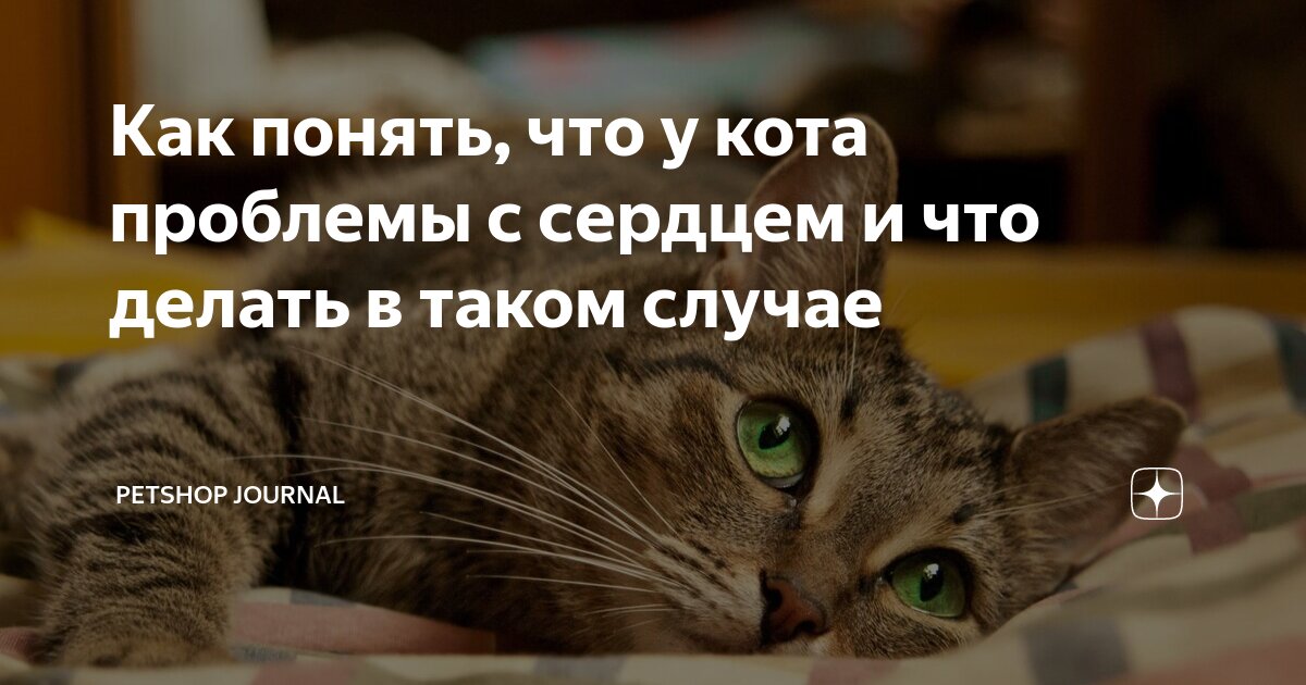 как понять что у кота проблемы с нервами