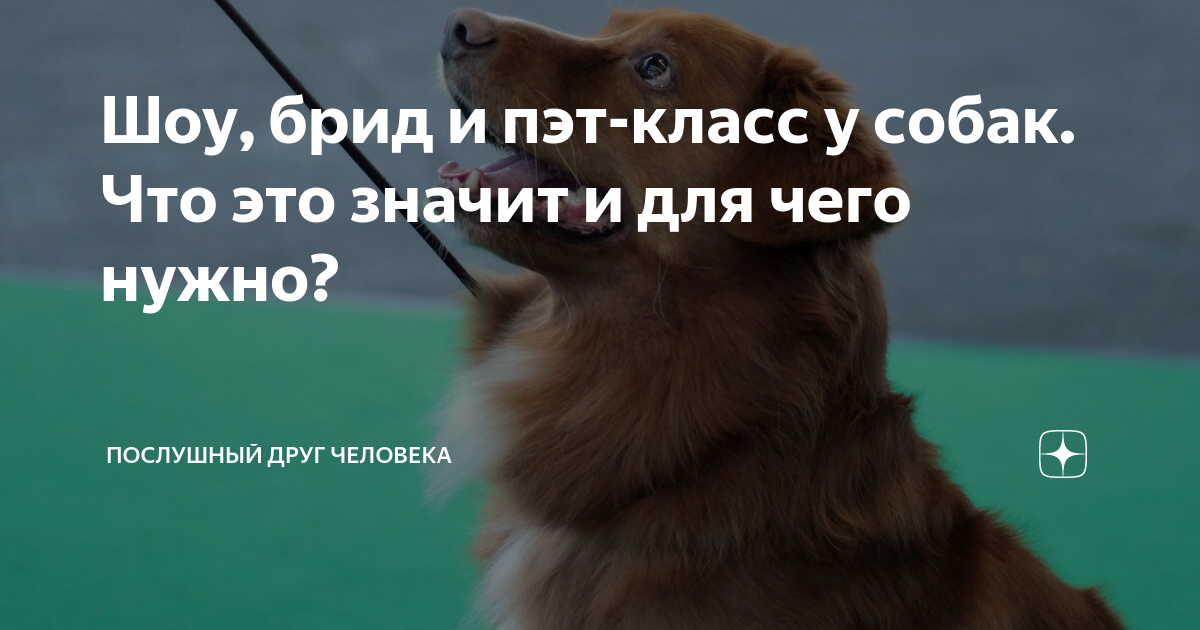 Шоу, брид и пэт-класс у собак. Что это значит и для чего нужно? | Послушный  друг человека | Дзен