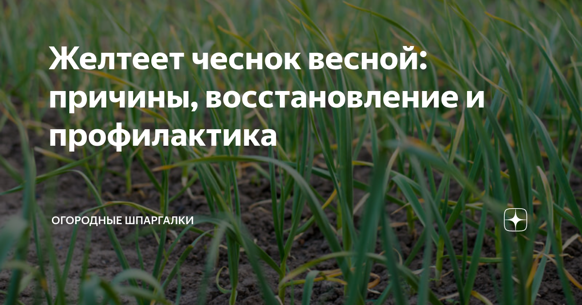 Чем полить озимый чеснок весной, чтобы не желтел: советы начинающим огородникам