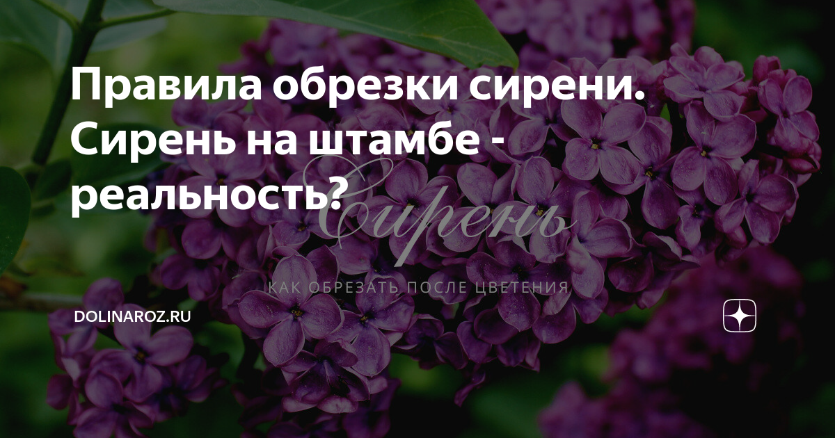 Обрезка сирени после цветения летом