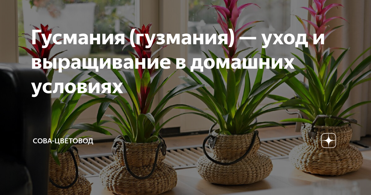 Комнатный цветок гузмания: уход в домашних условиях, размножение и пересадка, фото гузмании