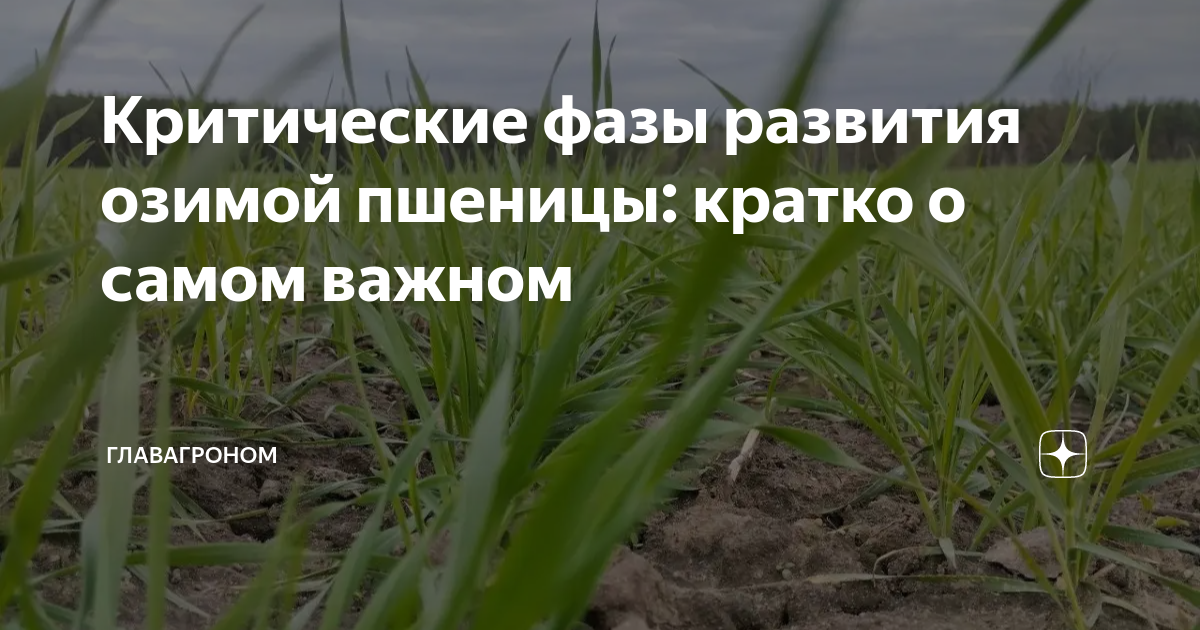 что такое идк в пшенице
