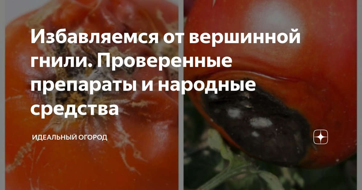 Избавляемся от вершинной гнили. Проверенные препараты и народные ...
