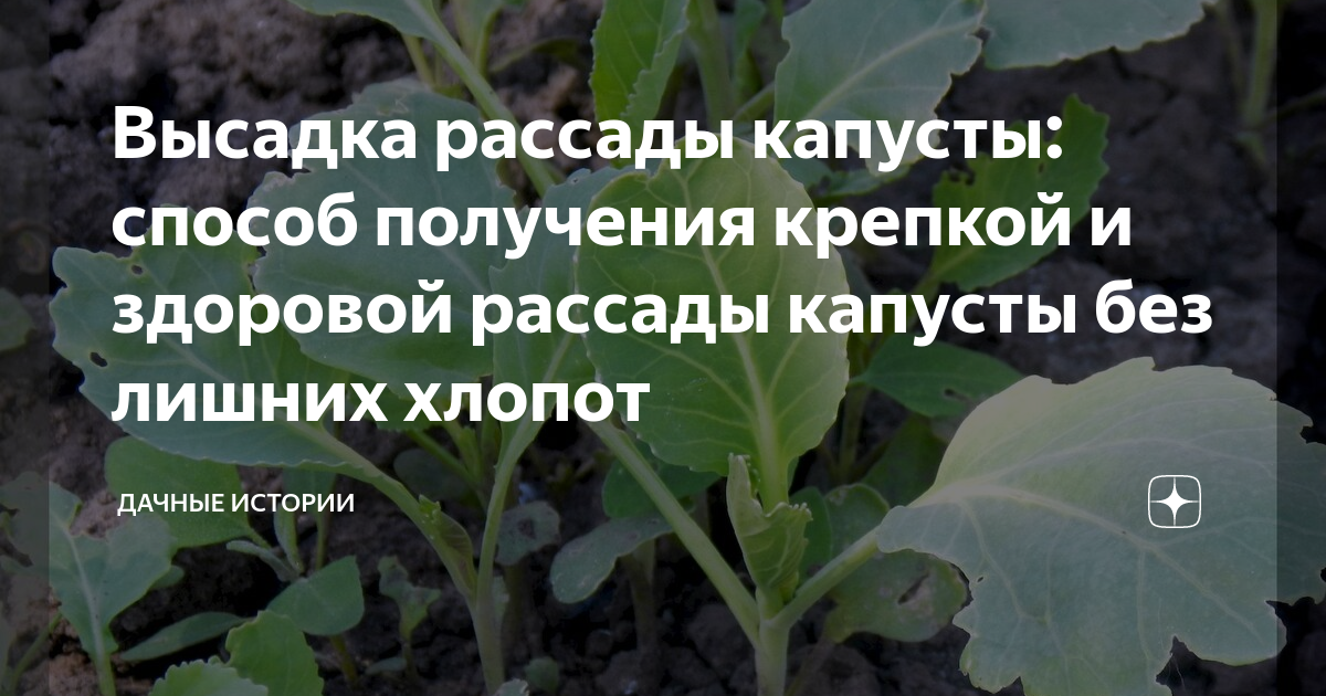 Посадка ранней капусты на рассаду в 2024. В каком возрасте высаживать рассаду капусты в открытый грунт.