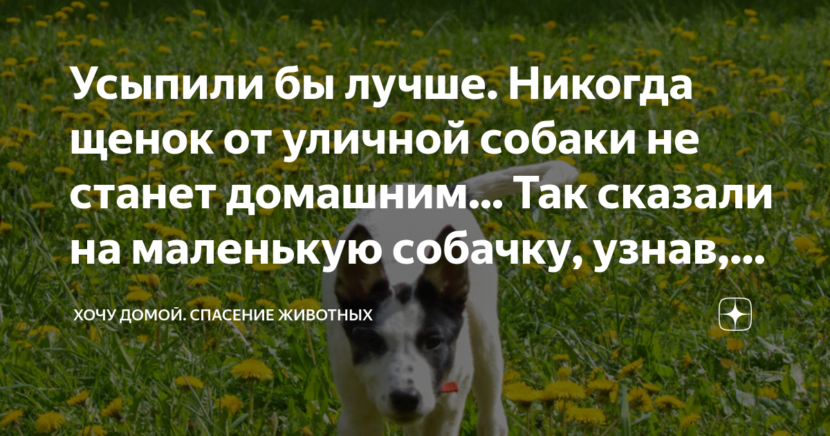 Усыпили бы лучше. Никогда щенок от уличной собаки не станет домашним ...