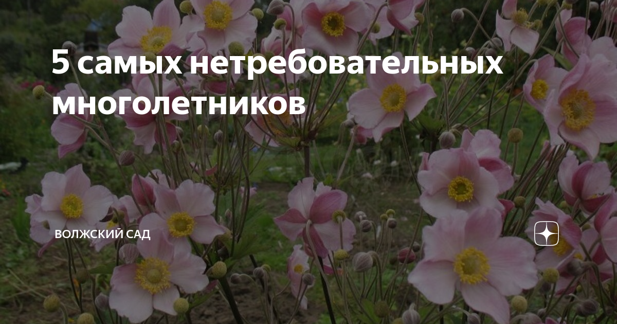 5 самых нетребовательных многолетников | Волжский сад | Дзен