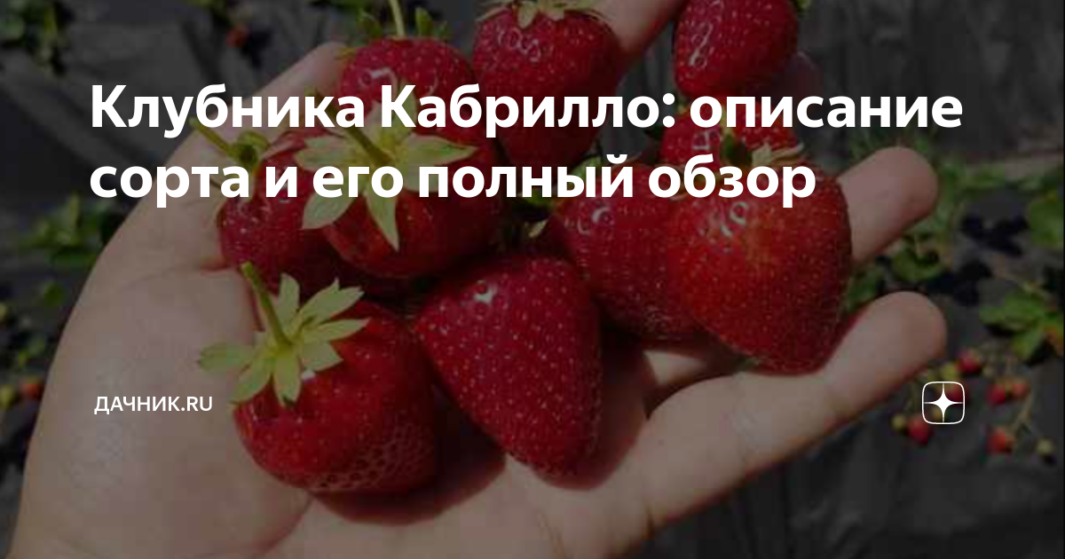 Клубника кабрилло описание сорта отзывы фото - DelaDom.ru