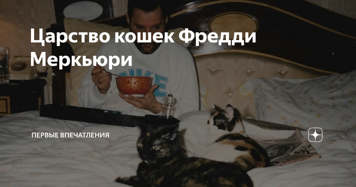 Песня королевство кошек текст. Королевство кошек песня. Песни королевство кошек. Песни королевство кошек. Царство кошек.