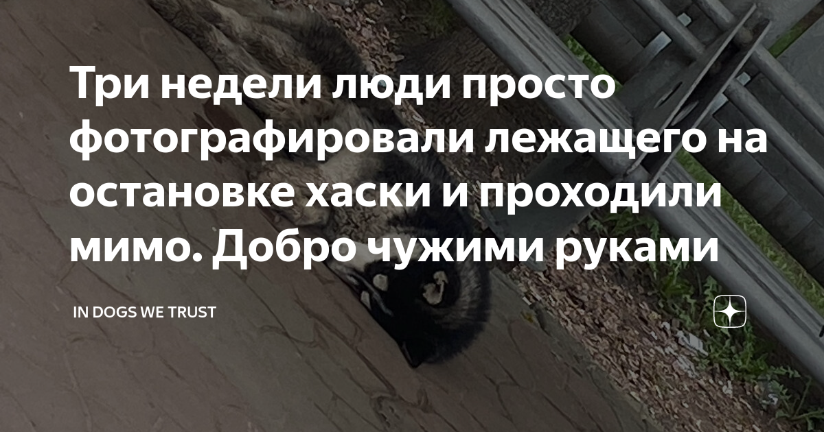 Три недели люди просто фотографировали лежащего на остановке хаски и ...