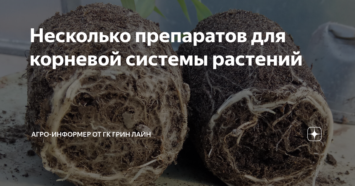 Несколько препаратов для корневой системы растений | Агро-информер от ...