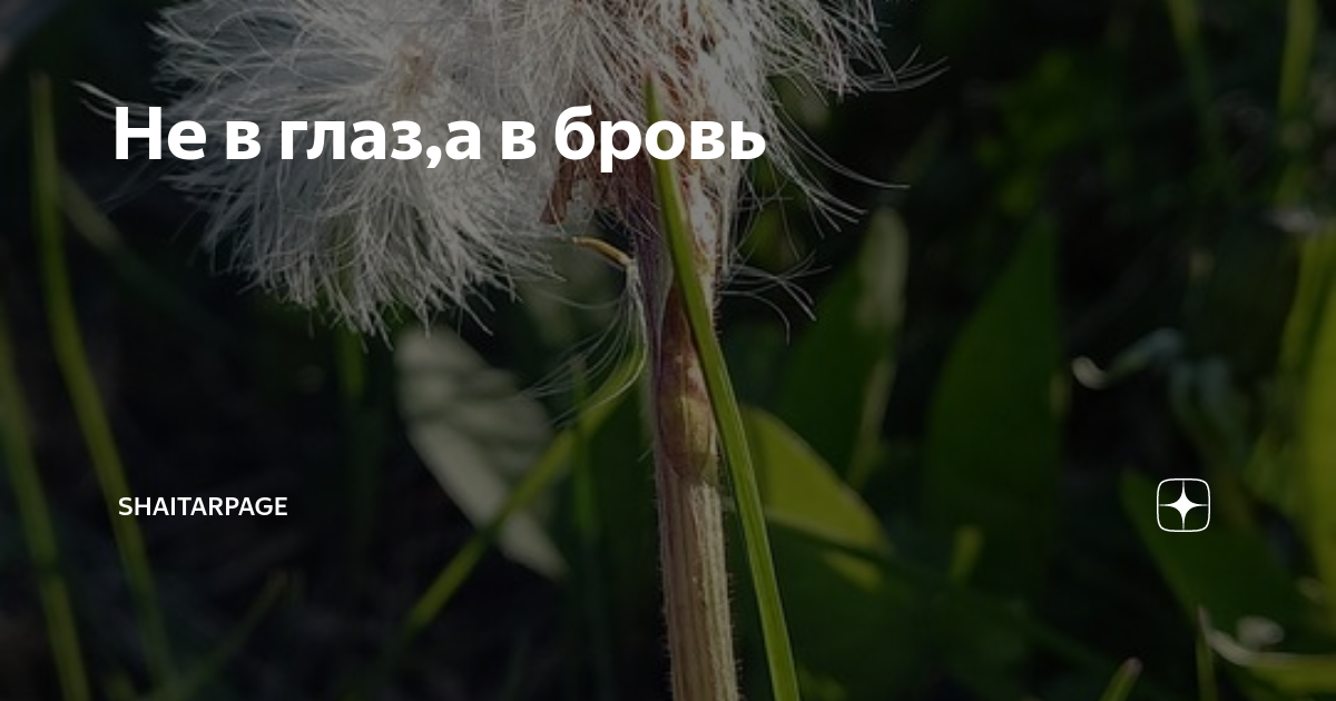 Не в глаз,а в бровь | shaitarpage | Дзен