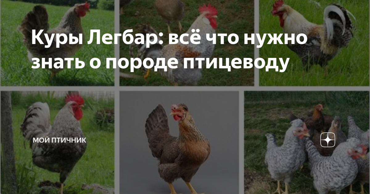 Опыт содержания и ухода за курами Легбар