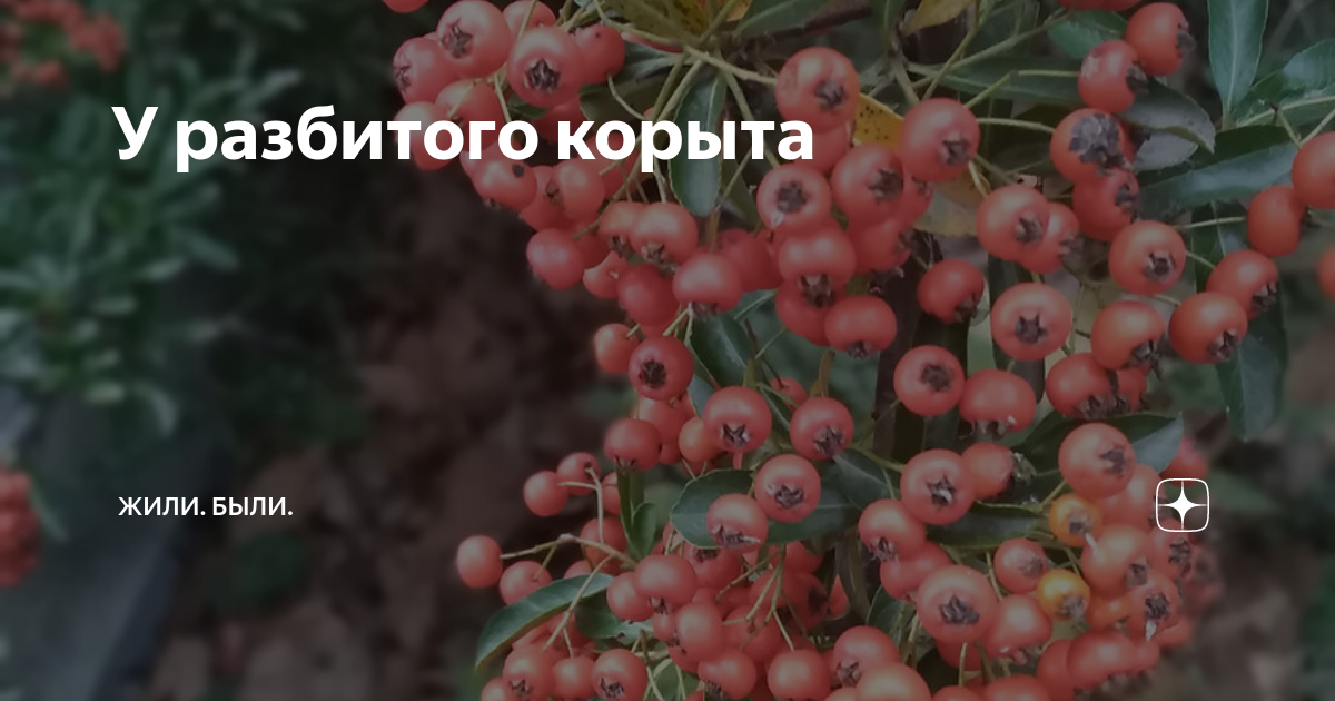 У разбитого корыта | Читательская гостиная | Дзен