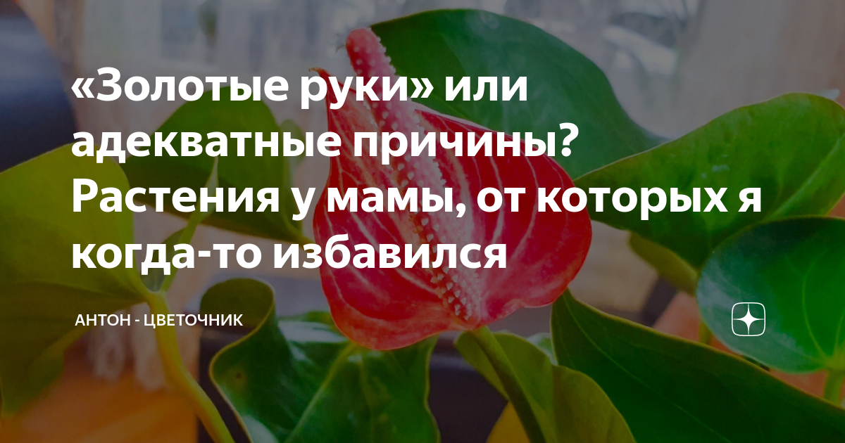 «Золотые руки» или адекватные причины? Растения у мамы, от которых я ...