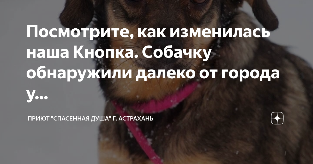 спасенная душа астрахань дзен. спасенная душа астрахань дзен. приют спасенная душа г астрахань. благодарность за помощь животным. спасенная душа астрахань дзен.