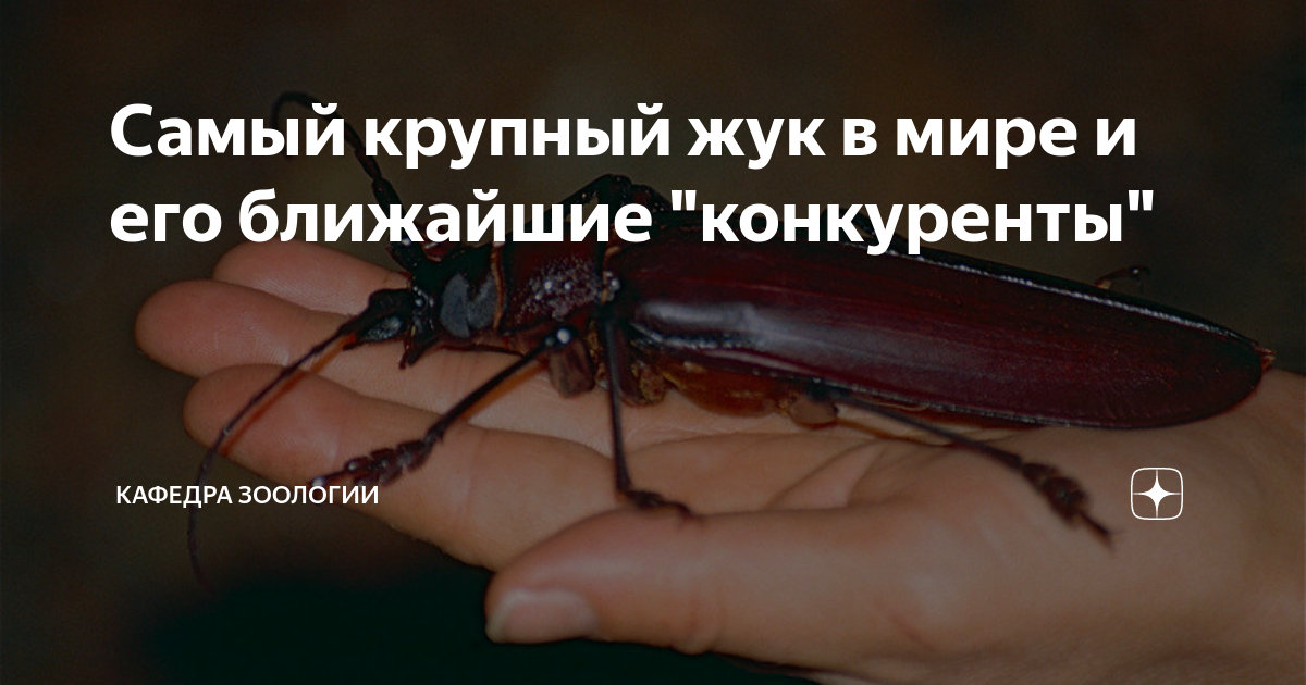 Самый крупный жук в мире и его ближайшие "конкуренты" | Кафедра ...