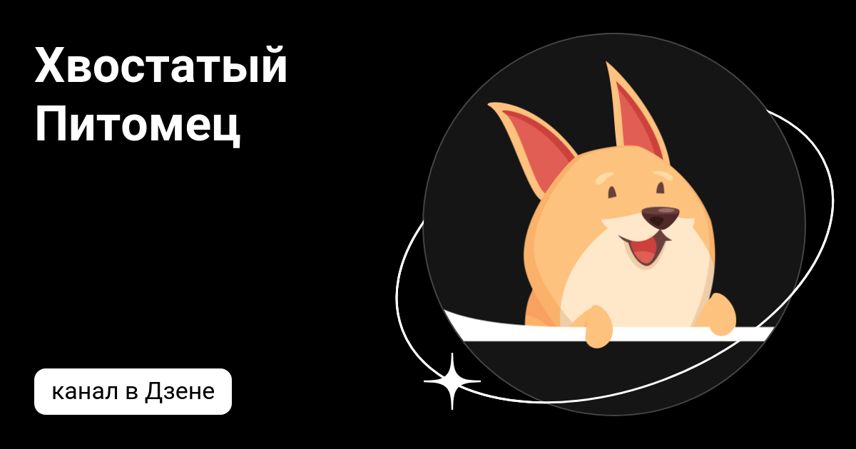 Хвостатый Питомец | Дзен