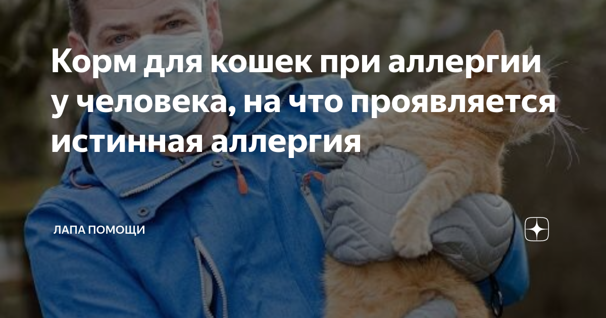 Как выглядит аллергия на котов Cat allergy
