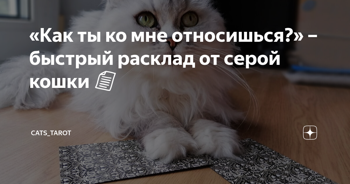 «Как ты ко мне относишься?» – быстрый расклад от серой кошки 📄